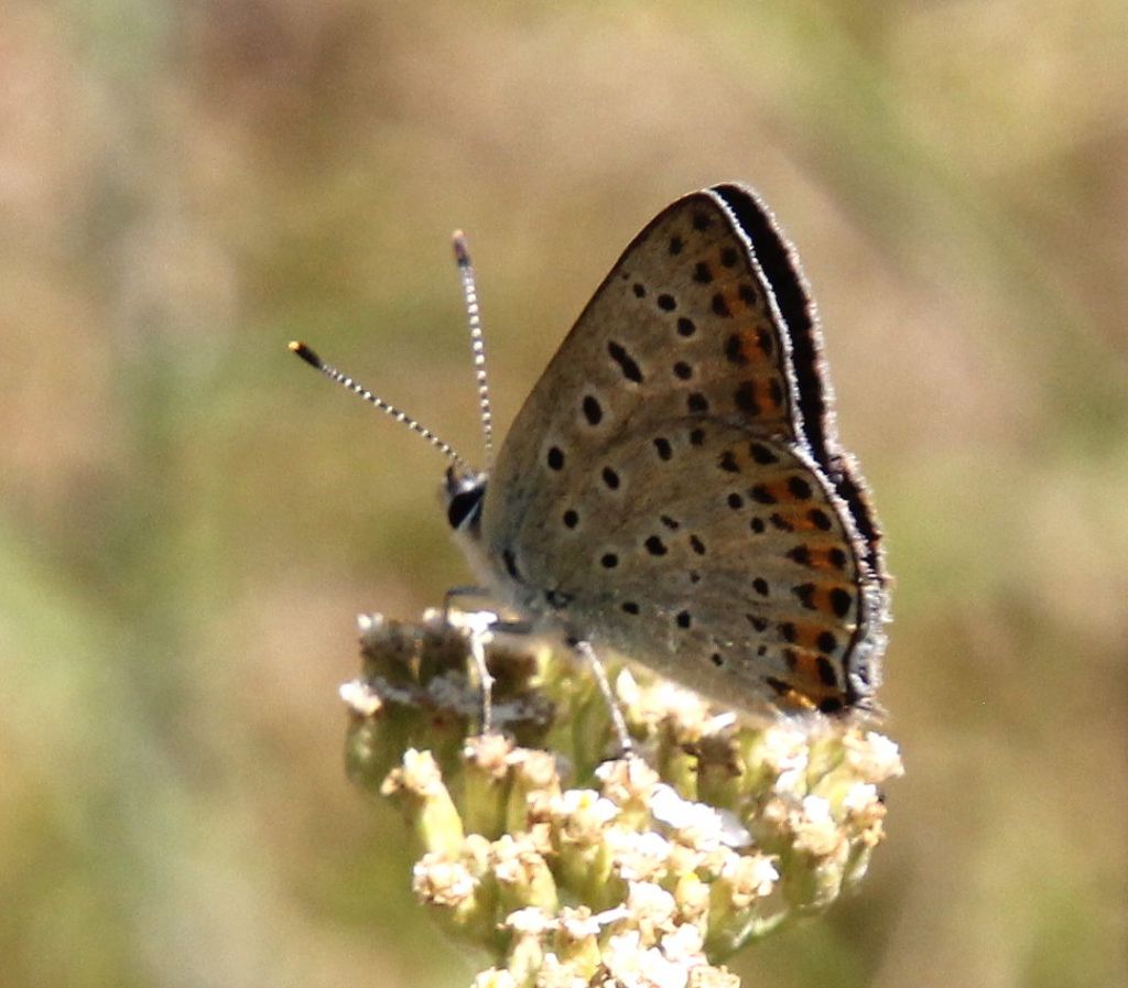 P. icarus?  No, Lycaena tityrus